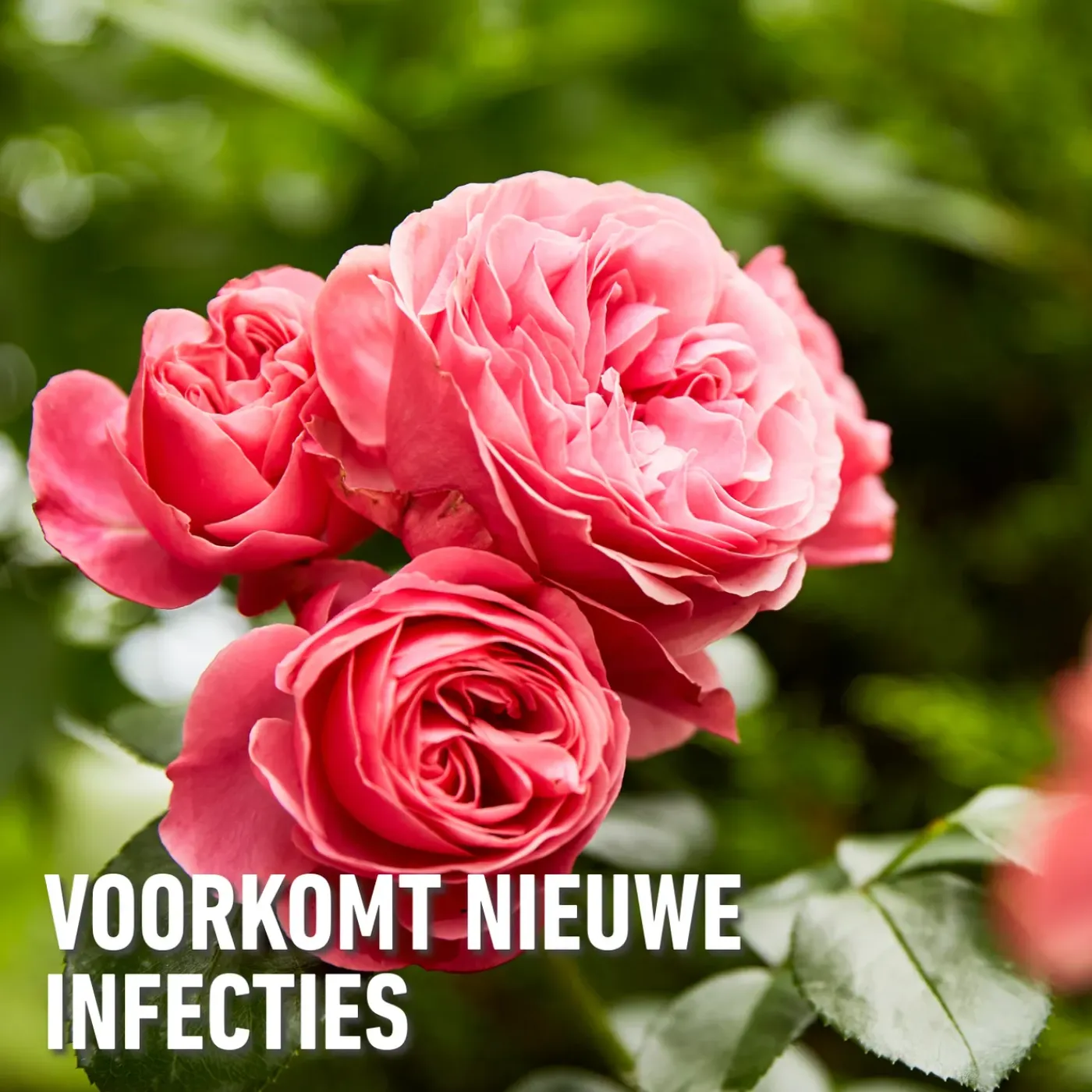 Compo Duaxo Tegen Ziekten op Sierplanten Spray - 750ml