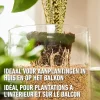 Compo granuplant indoor plantgranulaat 3L
