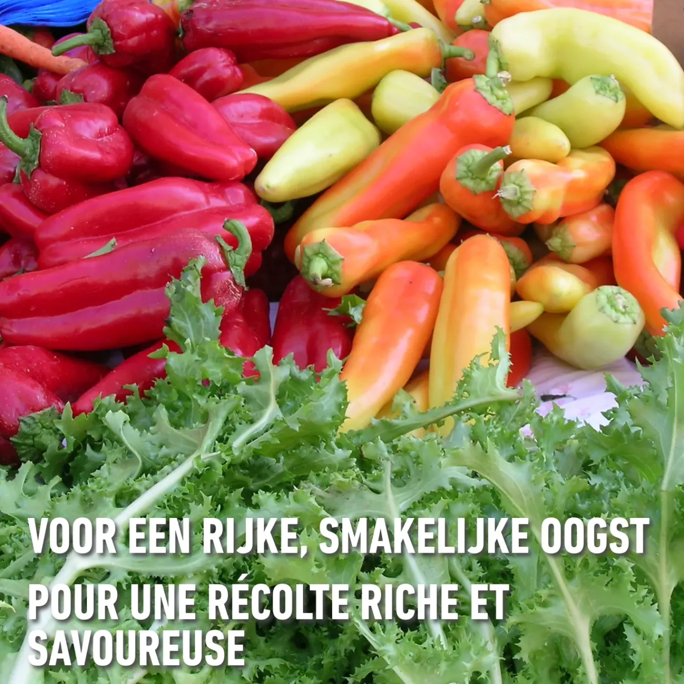 Compo korrels Roze 2,5kg
