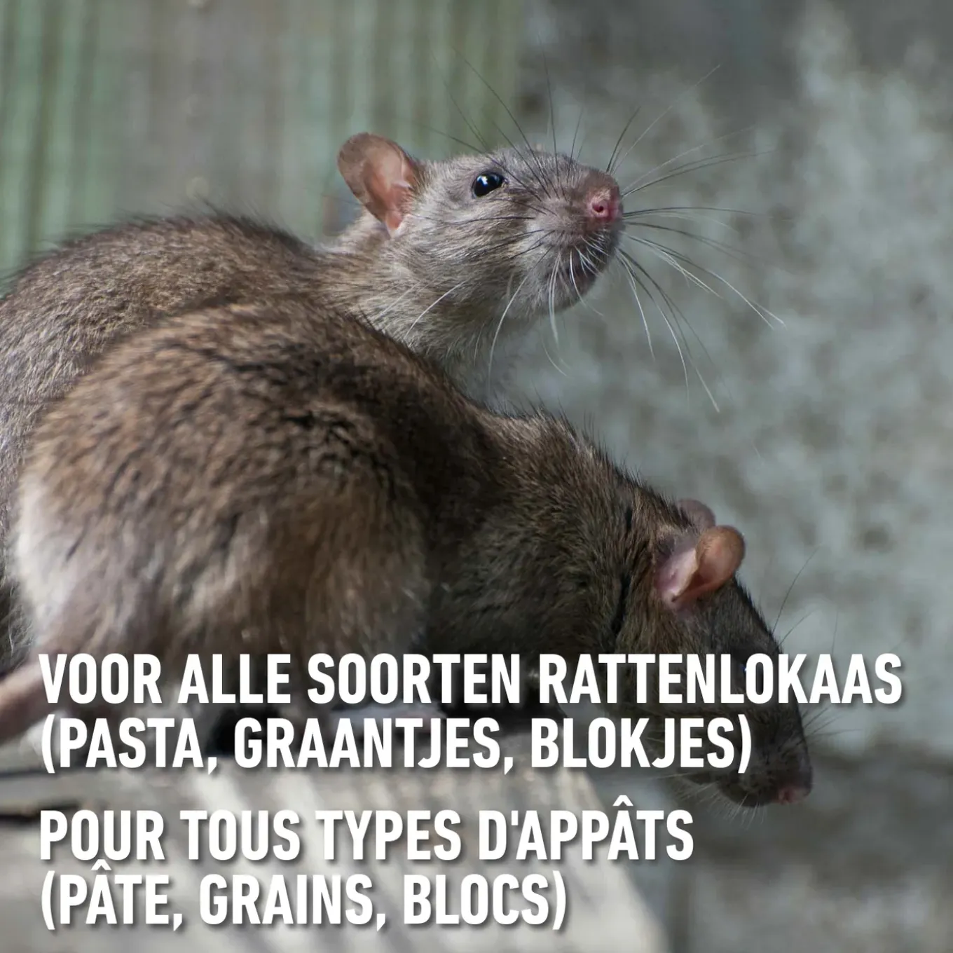 Compo Radikal Voederdoos - Tegen Ratten - 1 stuk