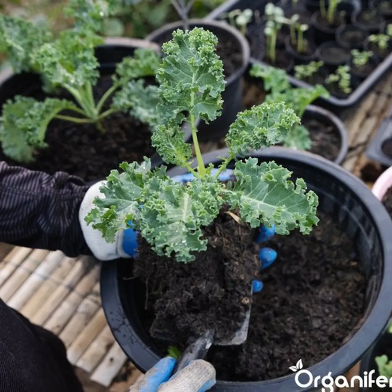 Compostversneller Voor Hoogwaardige Compost In Minder Tijd - 10 Kg / 50-200 M² Of 10 M³ - Organifer