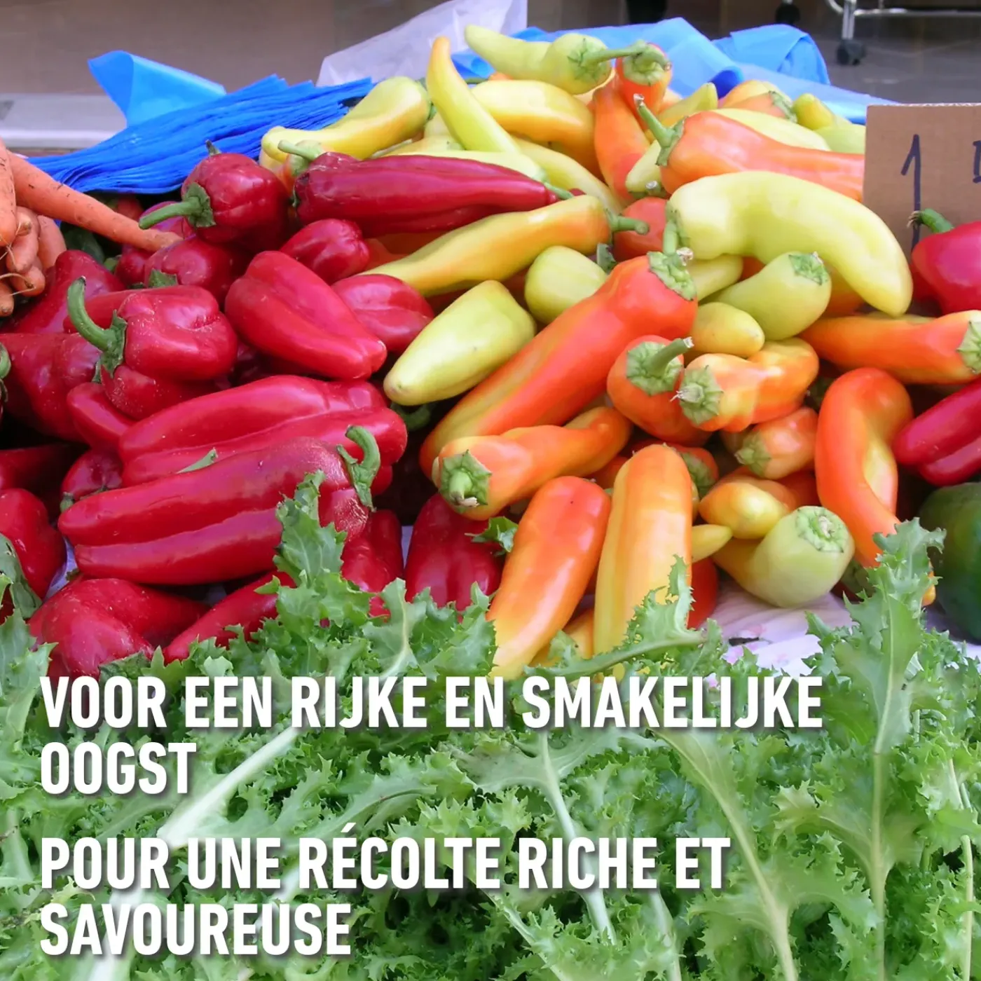 Compo universele meststof Blauw Novatec 2 kg