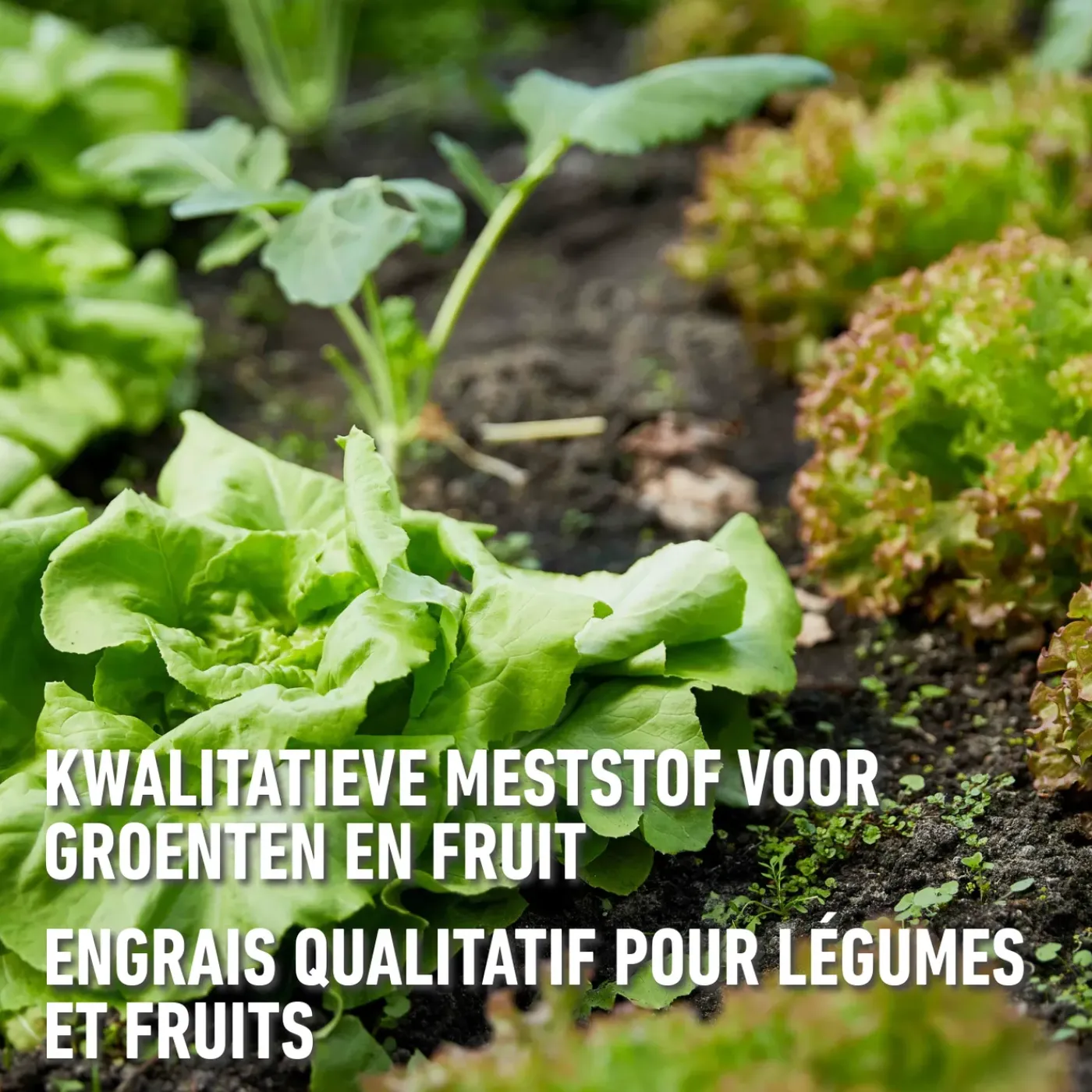 Compo universele meststof Blauw Novatec 2 kg