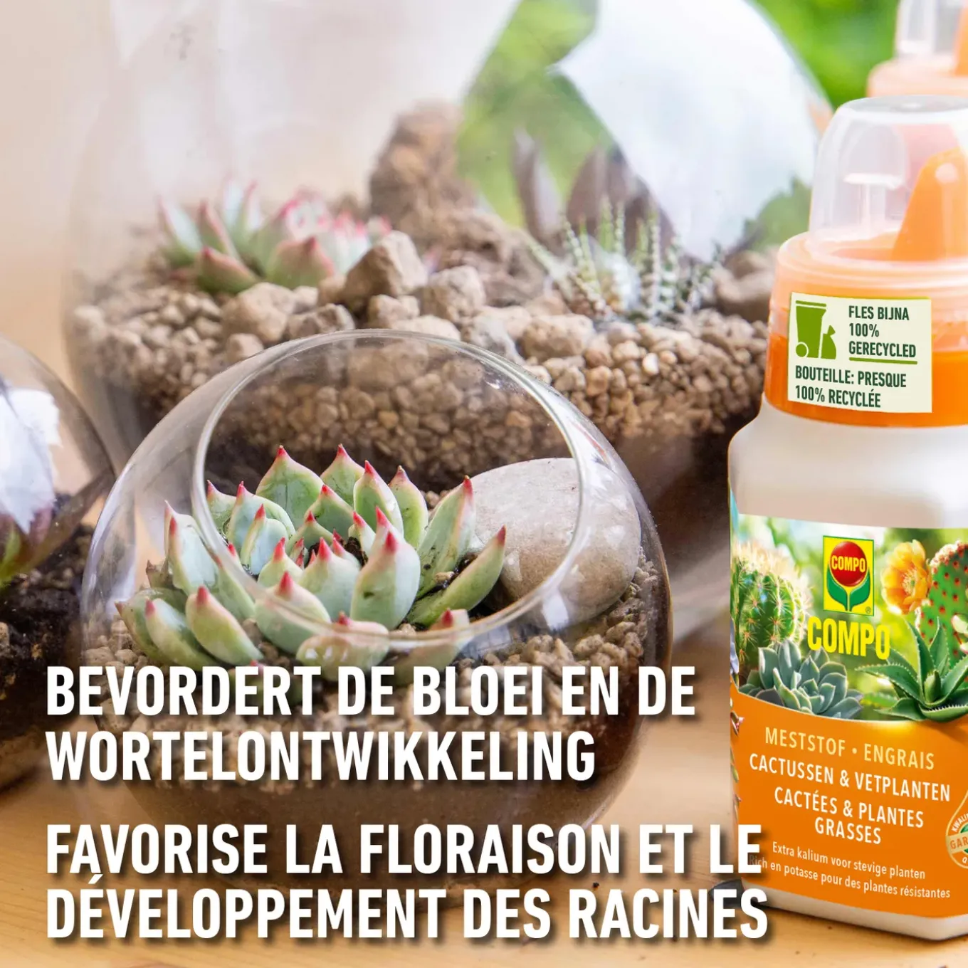 Compo vloeibare meststof Cactus 250ml