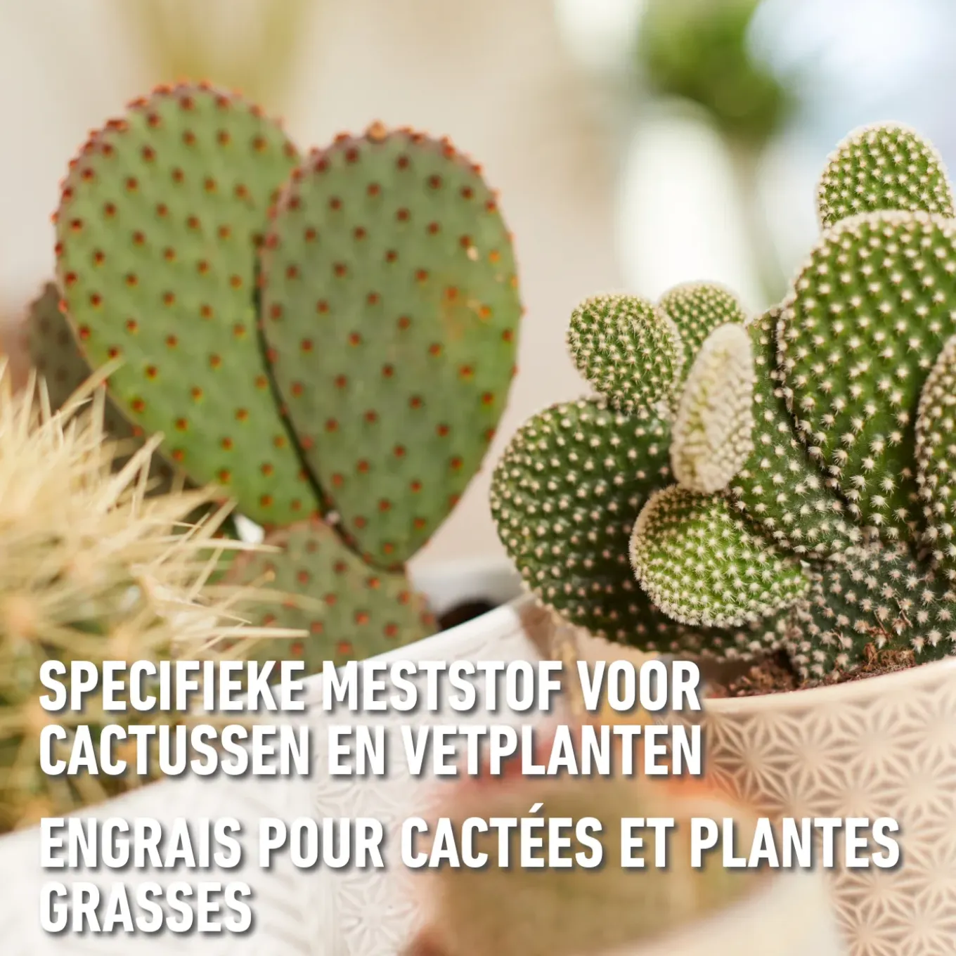 Compo vloeibare meststof Cactus 250ml