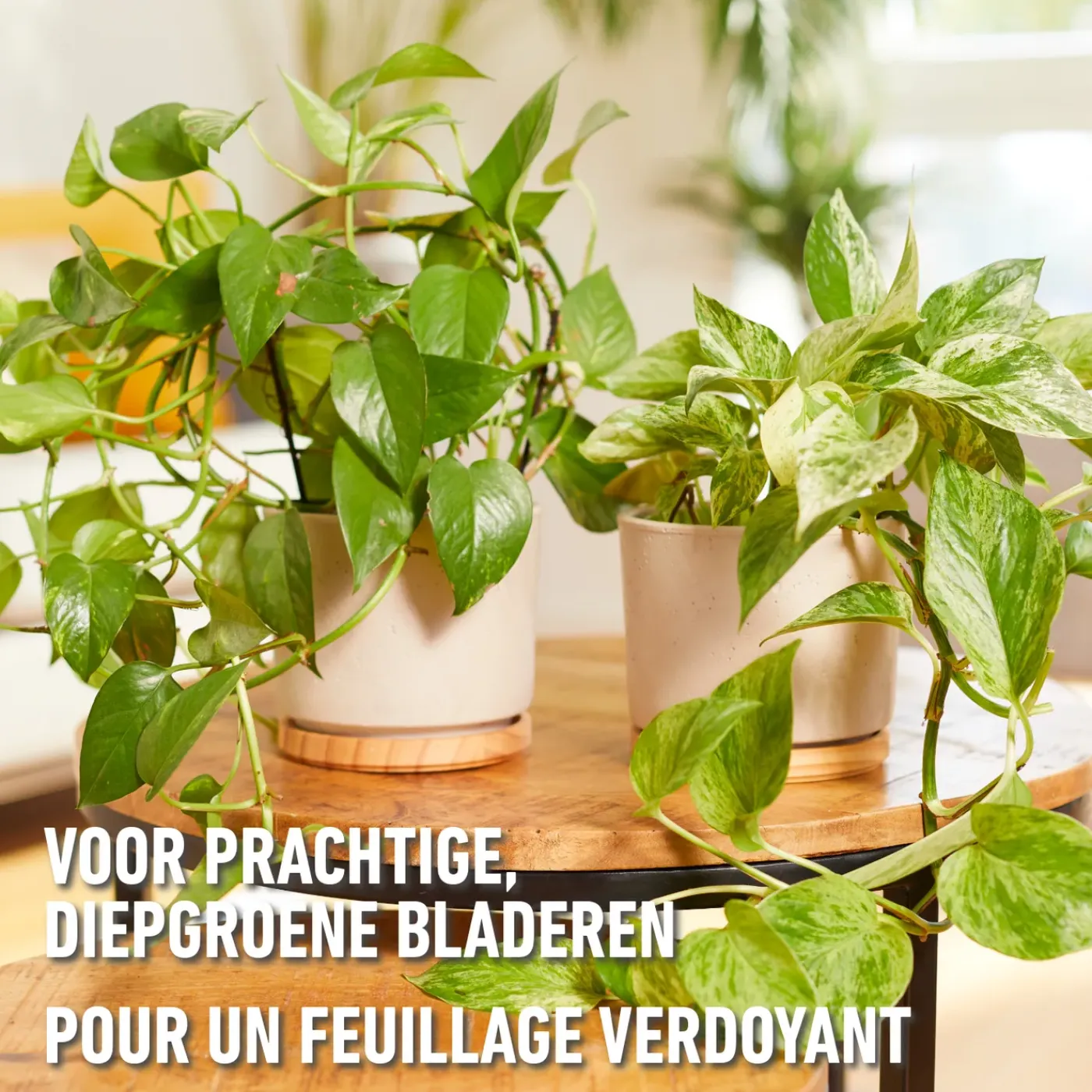 Compo vloeibare meststof kamerplanten & palmen 1L
