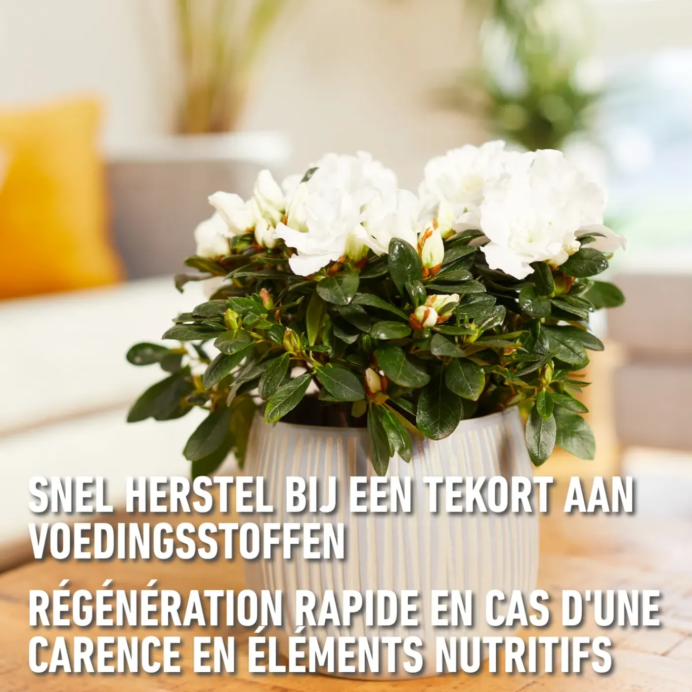 Compo vloeibare meststof kamerplanten & palmen 1L