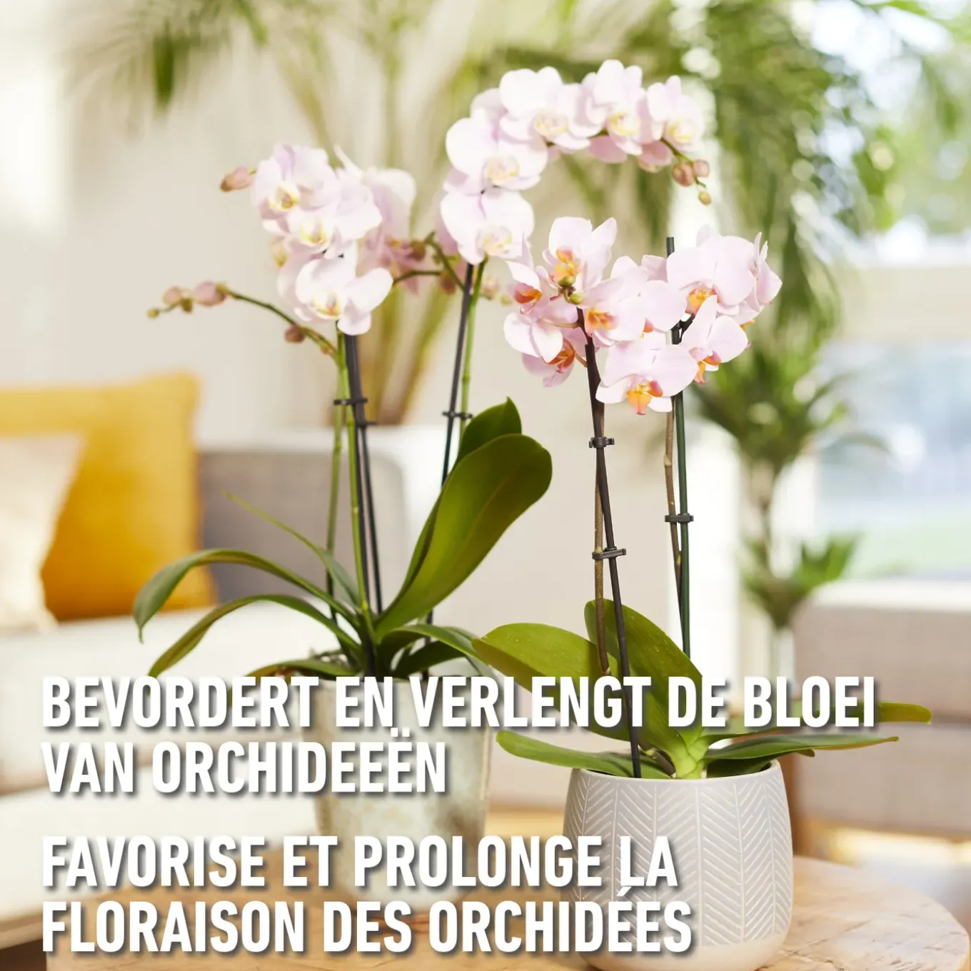Compo vloeibare meststof orchideeën 500ml