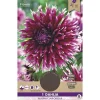 1 dahlia alauna clair obscur