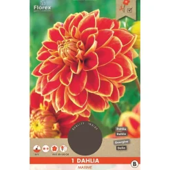 Overig 1 dahlia maxime