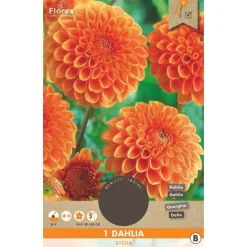 1 dahlia sylvia
