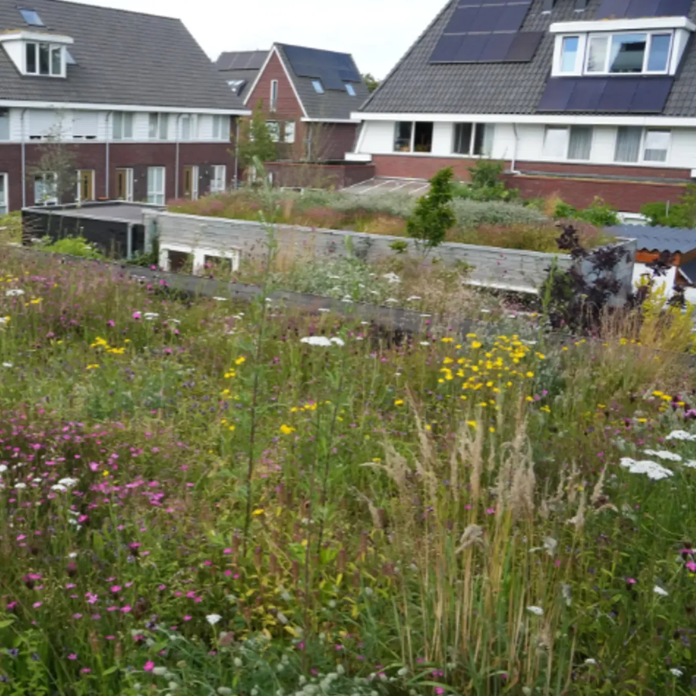 Dakvergroeners Sedum Kruidentray 19 m² incl. dakgrind