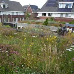 Dakvergroeners Sedum Kruidentray 29 m² incl. dakgrind