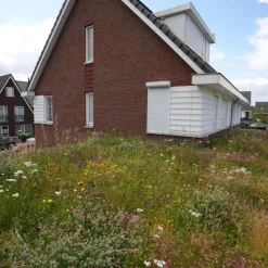 Dakvergroeners Sedum Kruidentray 29 m² incl. dakgrind