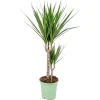 Bloomique Dracaena Marginata - Drakenbloedboom - Zeer Gemakkelijk Te Verzorgen - Hoogte 60-80 Cm - Pot 17 Cm