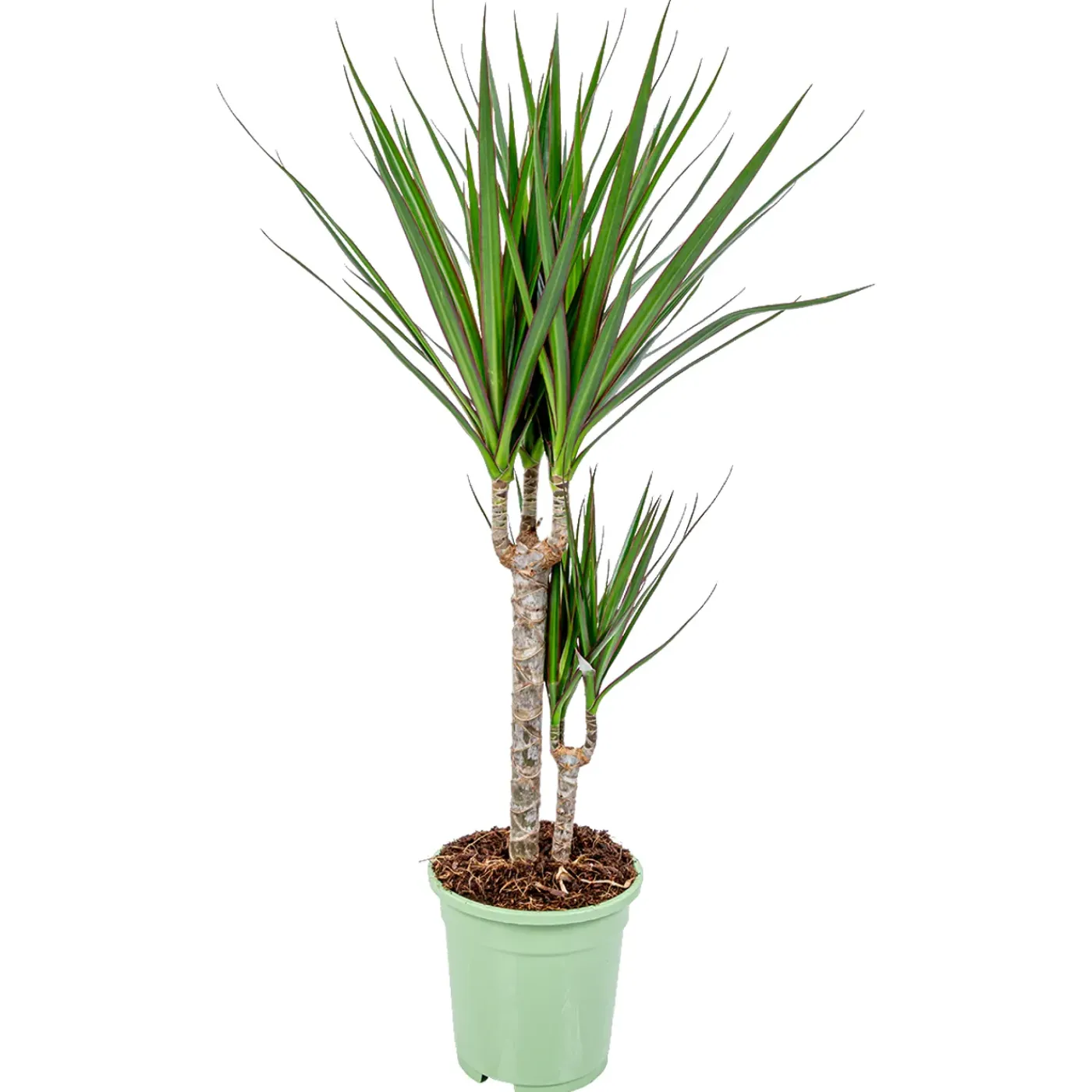 Bloomique Dracaena Marginata - Drakenbloedboom - Zeer Gemakkelijk Te Verzorgen - Hoogte 60-80 Cm - Pot 17 Cm