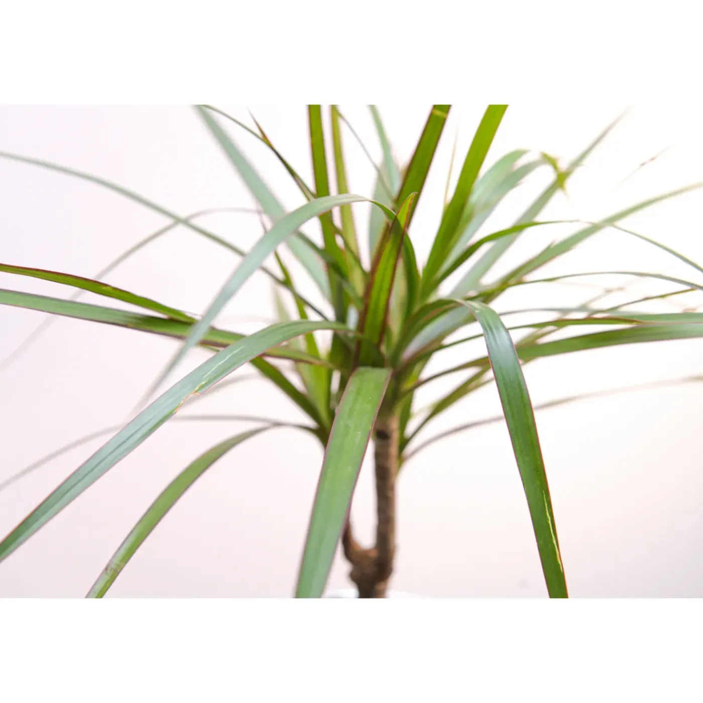 Bloomique Dracaena Marginata - Drakenbloedboom - Zeer Gemakkelijk Te Verzorgen - Hoogte 60-80 Cm - Pot 17 Cm
