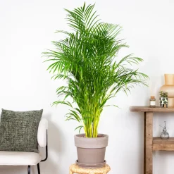Dypsis Lutescens - Goudpalm - Areca - Palm - Kamerplanten - Hoogte 130-150 Cm - Pot 24 Cm