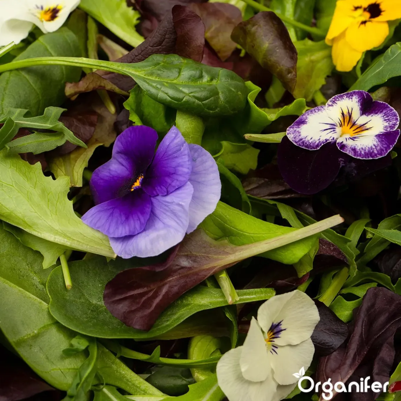 Eetbare Bloemen Zaden Pakket - 11 Soorten - Organifer