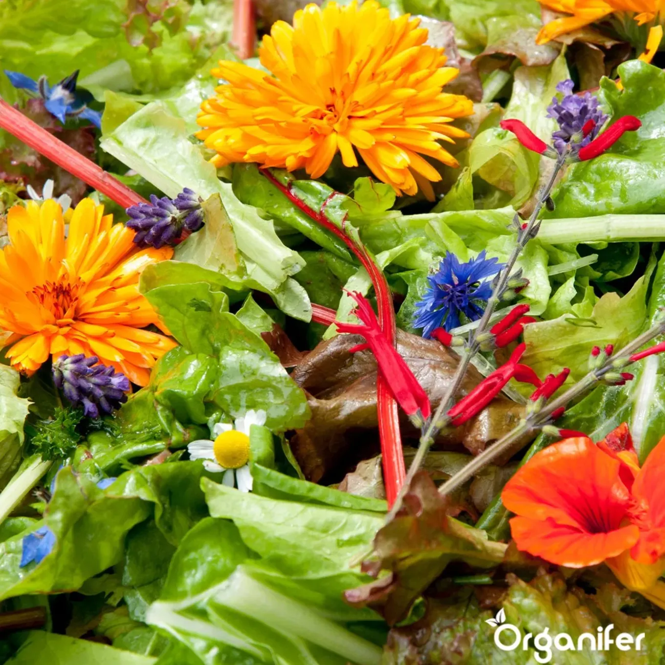 Eetbare Bloemen Zaden Pakket - 11 Soorten - Organifer