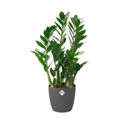 Elho bloempot brussels rond Ø25cm antraciet