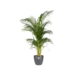 Elho Bloempot Brussels Rond - Kunststof - Zwart - Diam.14xH12,6cm