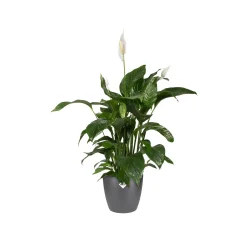 Elho Bloempot Brussels Rond - Kunststof - Zwart - Diam.22xH20,6cm
