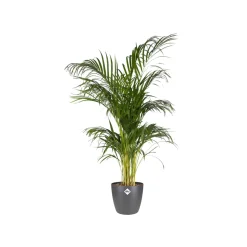 Elho Bloempot Brussels Rond - Kunststof - Zwart - Diam.22xH20,6cm