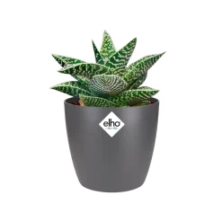 Elho Bloempot Brussels Rond Mini - Kunststof - Zwart - Diam.9,5xH8,7cm