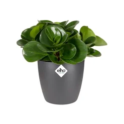 Elho Bloempot Brussels Rond Mini - Kunststof - Zwart - Diam.12,5xH11,5cm