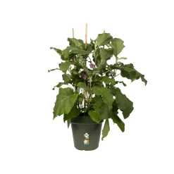 Elho kweekpot 21cm