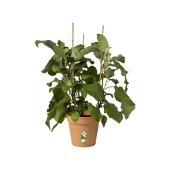Elho kweekpot Green Basics Ø21cm mild terra