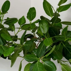Bloomique Ficus Carica Brown Turkey - Vijgenboom - Fruitbomen - Tuinplanten - Hoogte 80-100 Cm - Pot 21 Cm