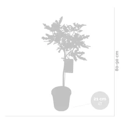 Bloomique Ficus Carica Brown Turkey - Vijgenboom - Fruitbomen - Tuinplanten - Hoogte 80-100 Cm - Pot 21 Cm