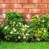 Floordirekt - Decoratief Gaasrol 40x1000 Cm, Groen, Maas 15x9 Cm