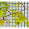 Giardino Draadpaneel Bologna - Metaal - Antraciet RAL 7016 - 80x150cm