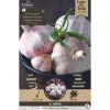 Groentezaden Knoflook - Arno - 200g