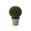 Ilex Crenata Jenny - Japanse Hulst - Balkonplanten - Tuinplanten - 30-40cm Hoog - Pot 17cm