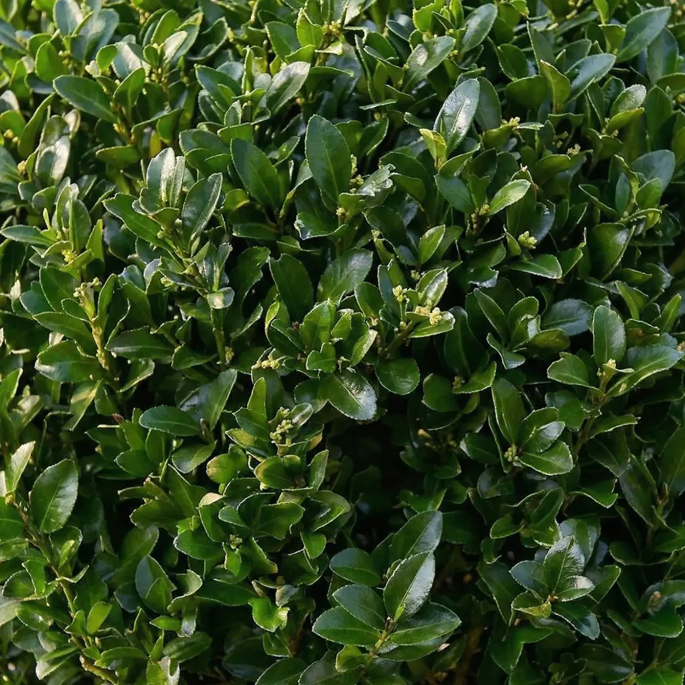 Ilex Crenata Jenny - Japanse Hulst - Balkonplanten - Tuinplanten - 30-40cm Hoog - Pot 17cm