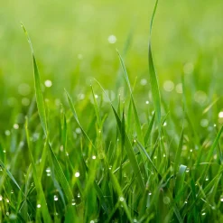 Joyfields sport- en speelgazon graszaad 1 kg - gazonherstel en aanleg - met anti-vogelvraatcoating