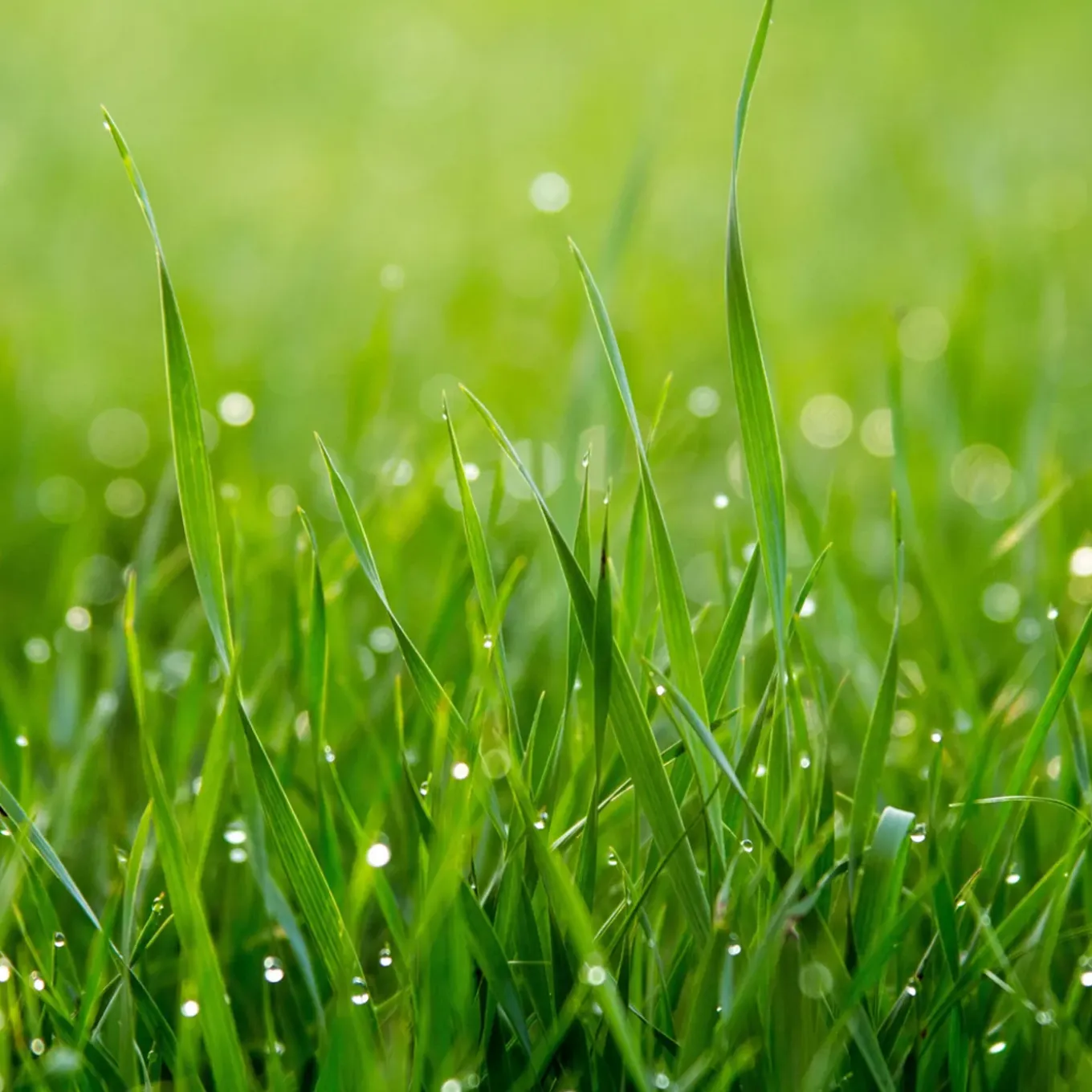 Joyfields sport- en speelgazon graszaad 1 kg - gazonherstel en aanleg - met anti-vogelvraatcoating