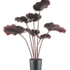 Kopu Palmboom 100 Cm Donkerrood In Een Zwarte Plastic Pot - Kamerplant