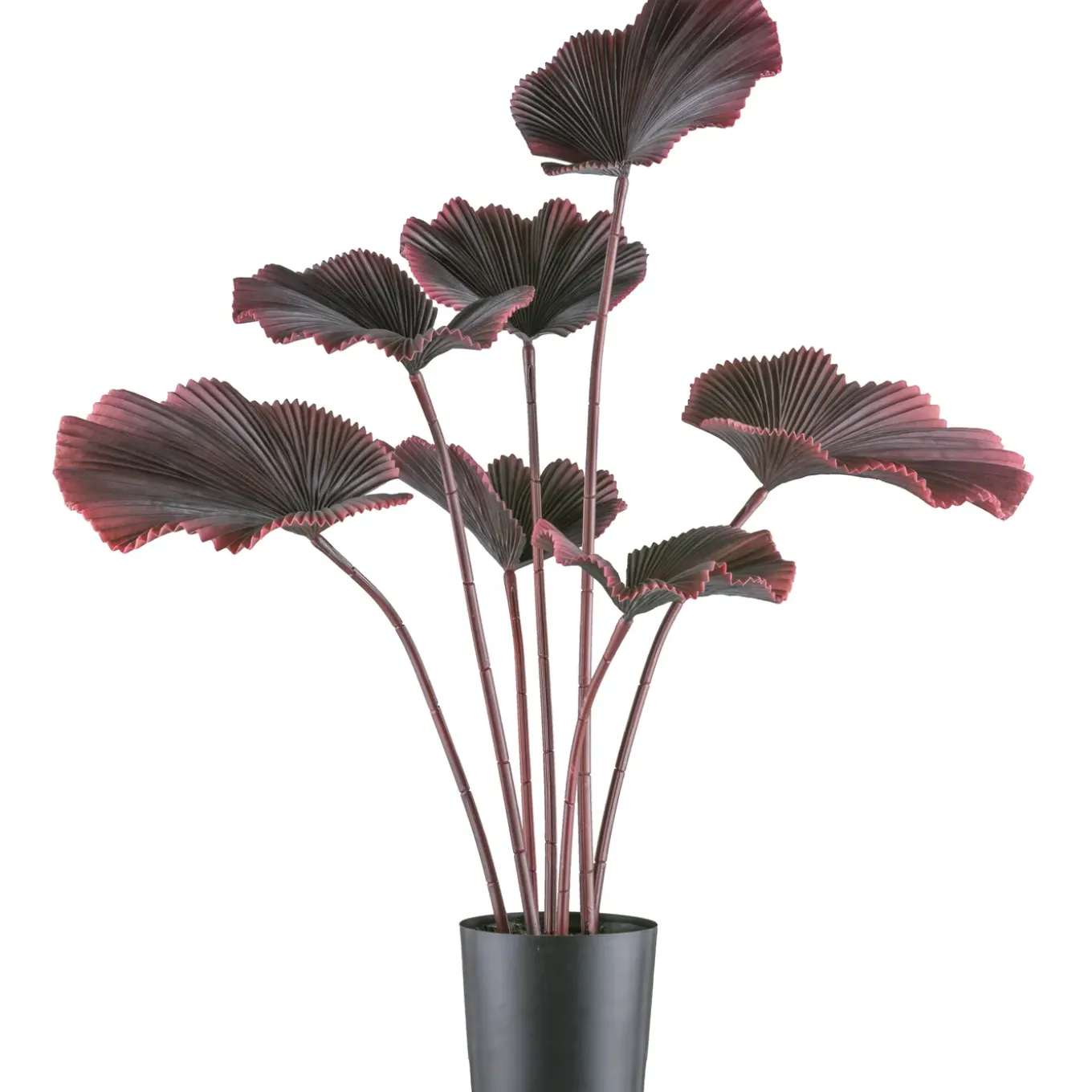 Kopu Palmboom 100 Cm Donkerrood In Een Zwarte Plastic Pot - Kamerplant
