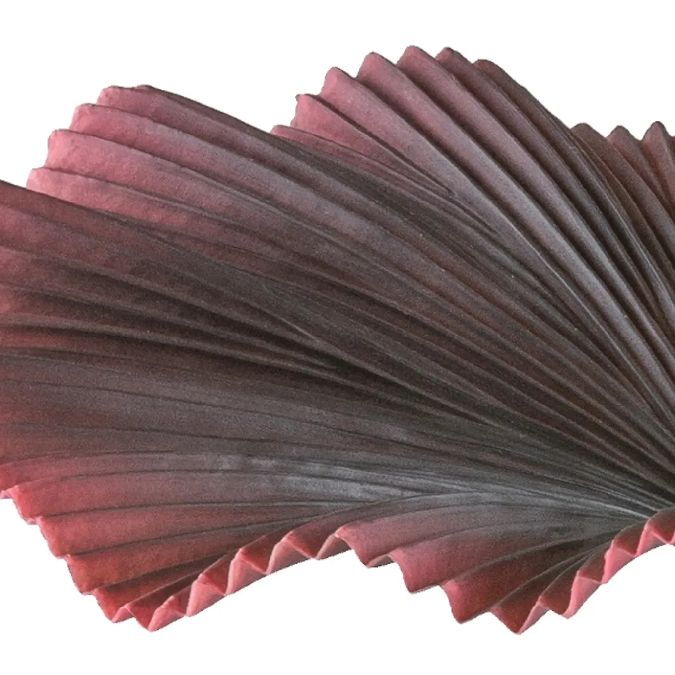 Kopu Palmboom 100 Cm Donkerrood In Een Zwarte Plastic Pot - Kamerplant