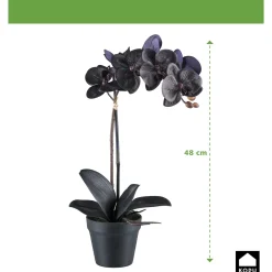 Kopu Phalaenopsis-orchidee – 48 Cm 7 Bloemen, 4 Bladeren - Real Touch - Zwart