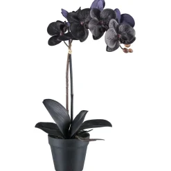 Kopu Phalaenopsis-orchidee – 48 Cm 7 Bloemen, 4 Bladeren - Real Touch - Zwart