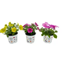 Mini Petunia (Petunia calibrachoa) ⌀10,5cm - ↕10cm