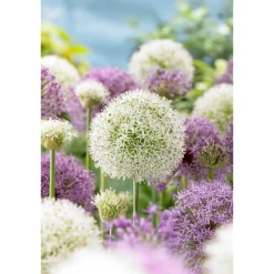 Bloomique Mix Van 15 - Allium Fantasia - Look - Voorjaarsbloeiend - Meerjarige Planten - Groeit Tot 70-90 Cm