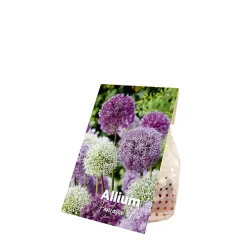 Bloomique Mix Van 15 - Allium Fantasia - Look - Voorjaarsbloeiend - Meerjarige Planten - Groeit Tot 70-90 Cm