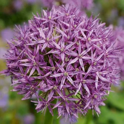 Mix Van 15 - Allium Purple Sensation - Look - Meerjarige Planten - Groeit Tot 70-90 Cm